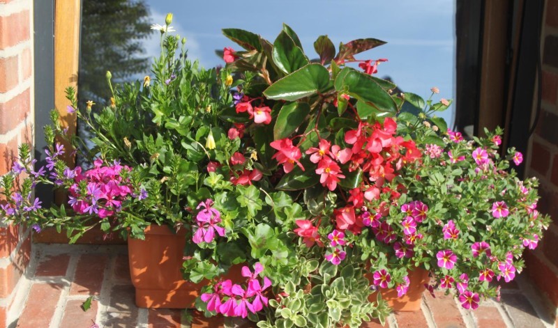 PRUNE: un g�te fleuri.