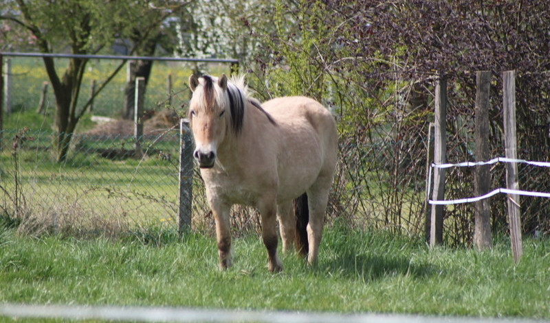 Tina: le poney fjord d'Eglantine